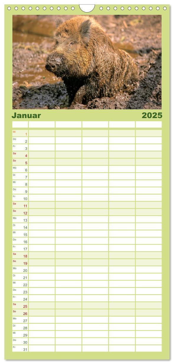 Bild: 9783457117606 | Familienplaner 2025 - Tiere des Waldes mit 5 Spalten (Wandkalender,...