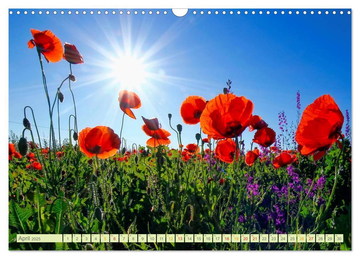 Bild: 9783435473502 | Blumenwiesen ¿ ein blütenzauberhaftes Jahr (Wandkalender 2025 DIN...