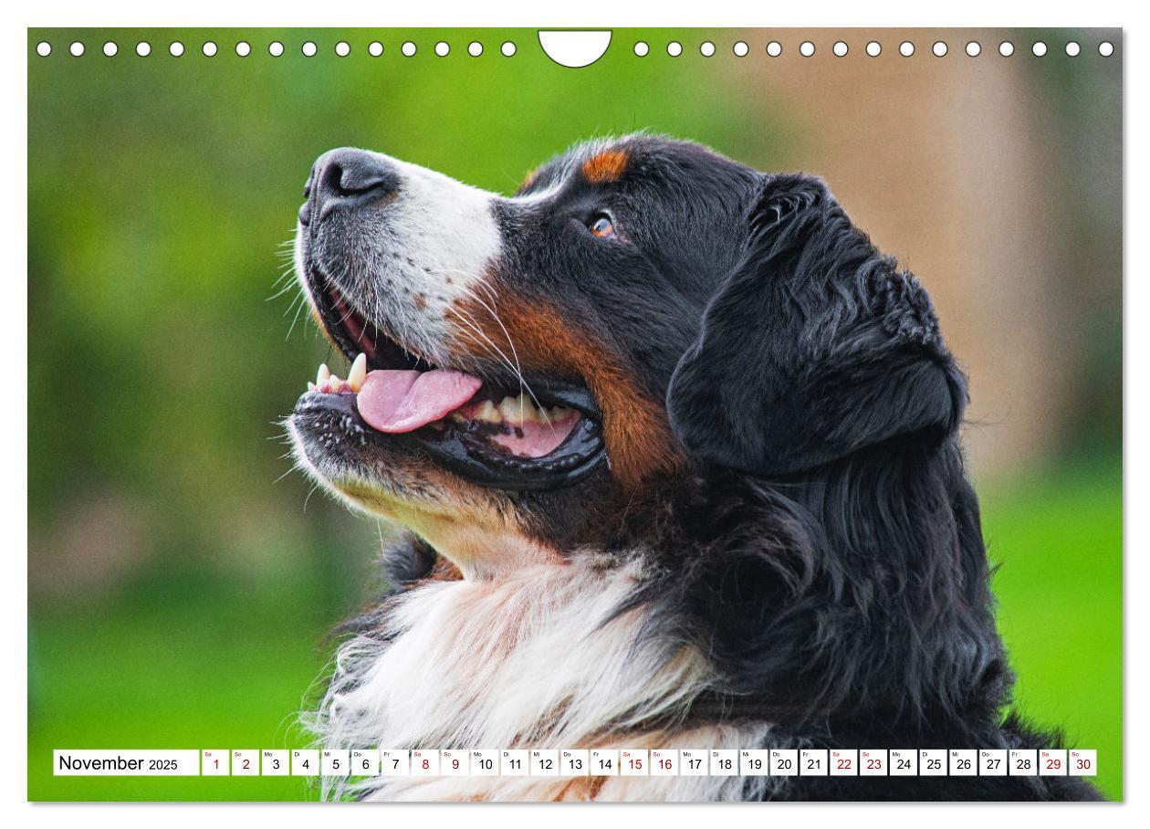 Bild: 9783383925252 | Berner Sennenhund - Eine Liebe für´s Leben (Wandkalender 2025 DIN...