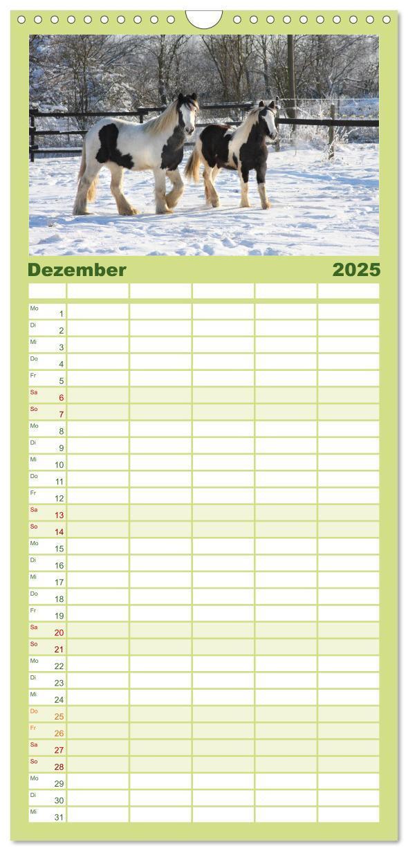 Bild: 9783457113738 | Familienplaner 2025 - Irish Tinker mit 5 Spalten (Wandkalender, 21...