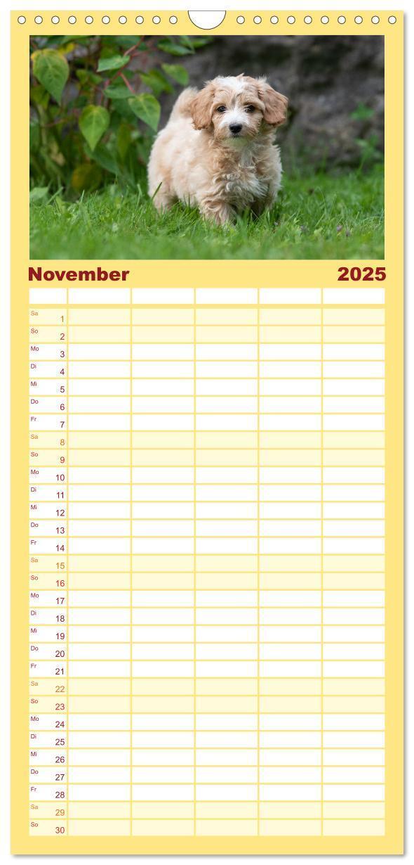 Bild: 9783457102107 | Familienplaner 2025 - Maltipoo Welpen mit 5 Spalten (Wandkalender,...