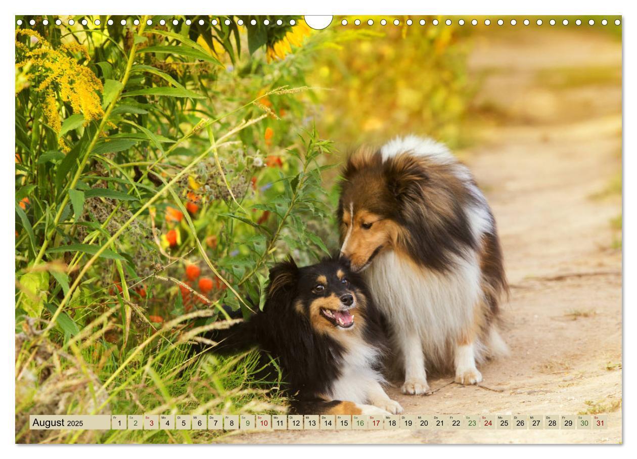 Bild: 9783435423415 | SHELTIES Liebe auf 4 Pfoten (Wandkalender 2025 DIN A3 quer),...