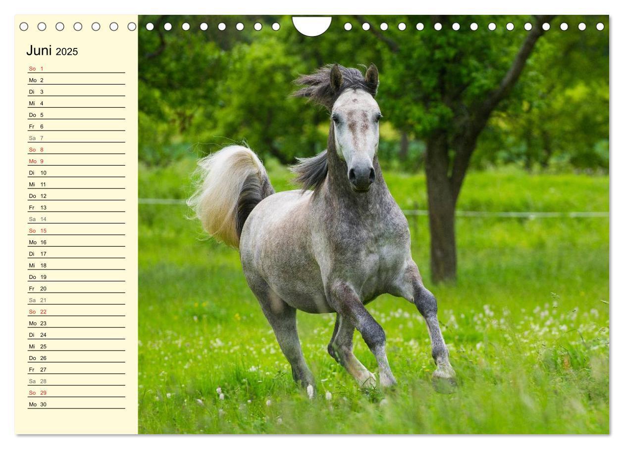 Bild: 9783435545544 | Traumpferd Lipizzaner (Wandkalender 2025 DIN A4 quer), CALVENDO...