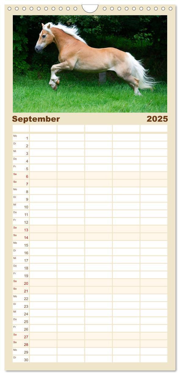 Bild: 9783457123959 | Familienplaner 2025 - Haflinger mit 5 Spalten (Wandkalender, 21 x...