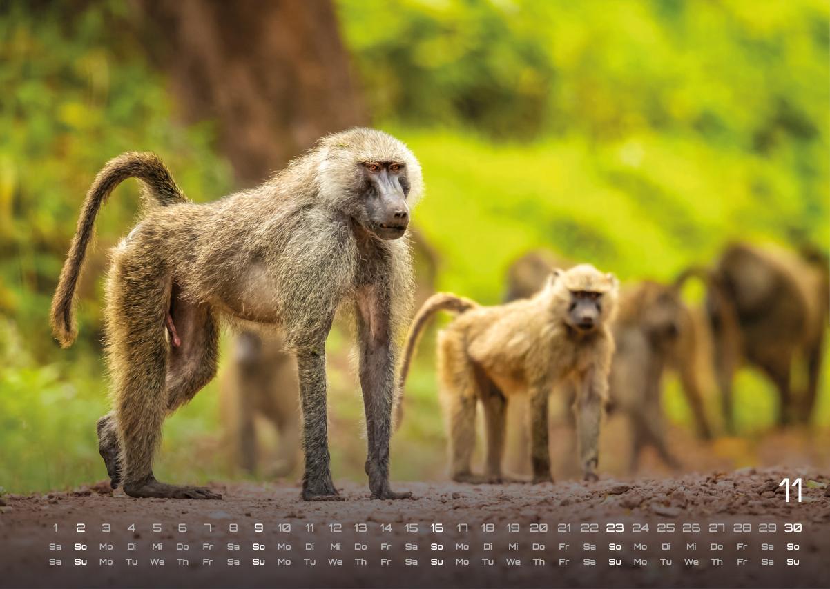 Bild: 9783986734381 | Afrikas Tierwelt - Der Tierkalender - 2025 - Kalender DIN A3 | 15 S.