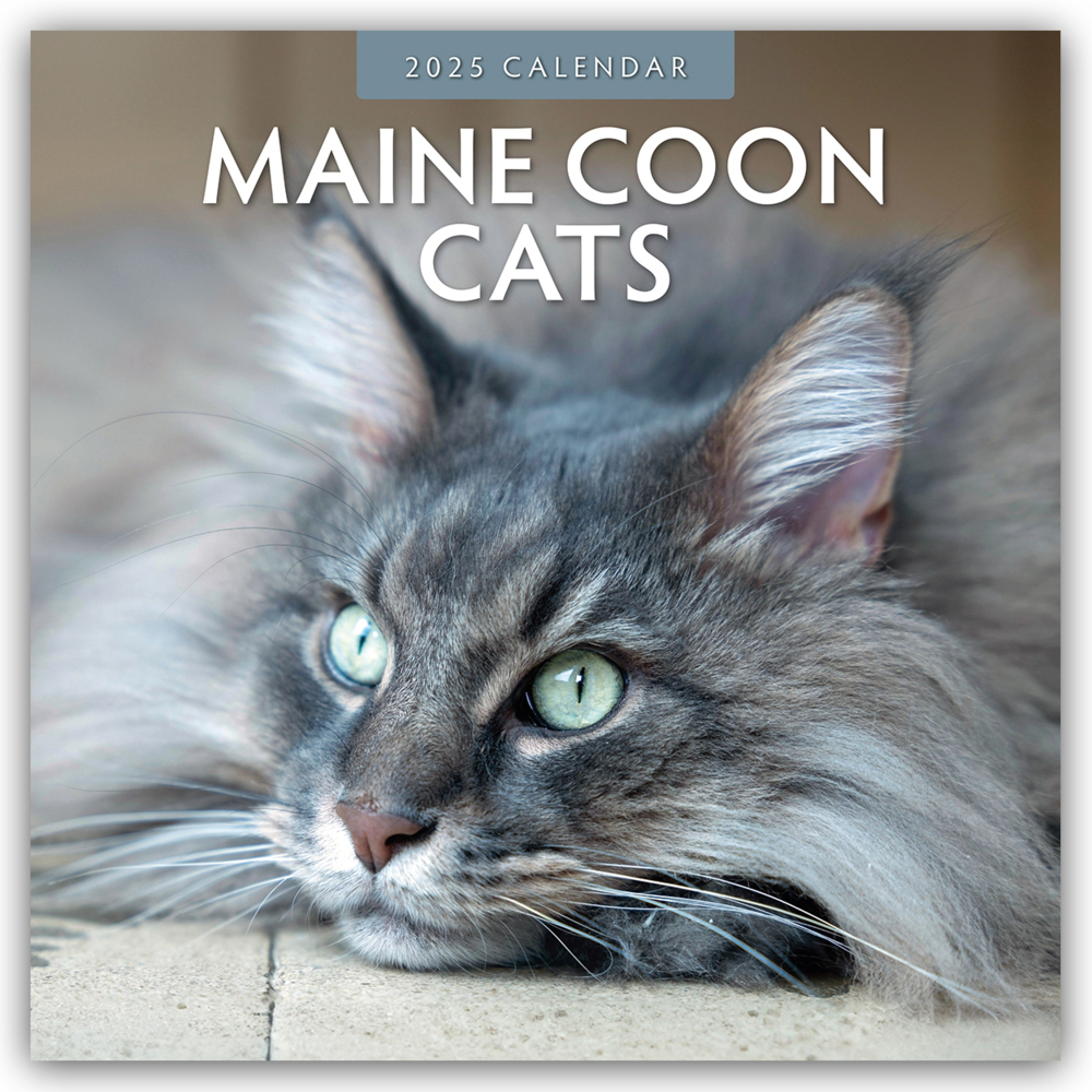 Cover: 9781804423974 | Maine Coon Cats - Maine Coon Katzen 2025 - 16-Monatskalender | Ltd