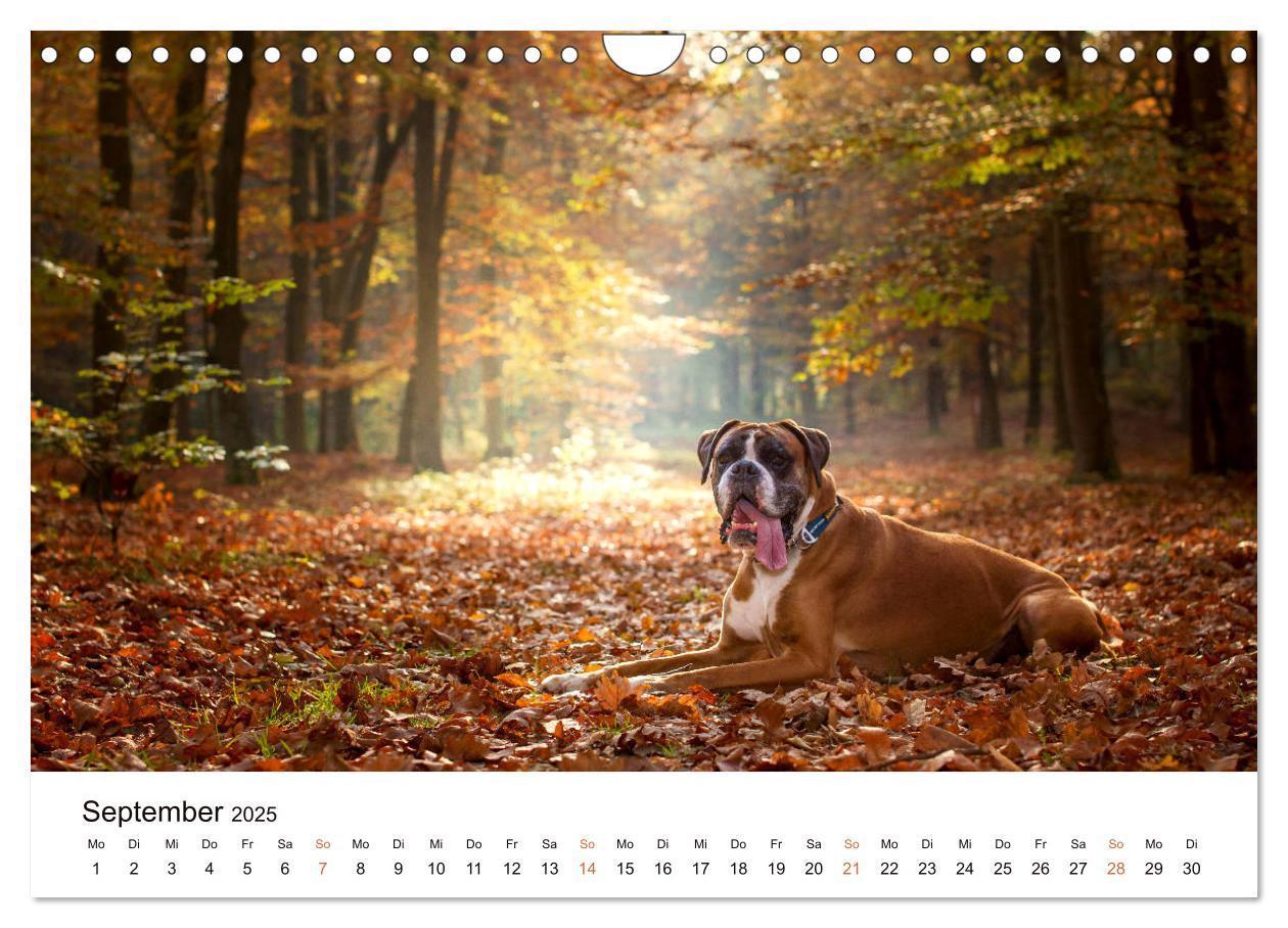 Bild: 9783435160907 | Deutscher Boxer (Wandkalender 2025 DIN A4 quer), CALVENDO...