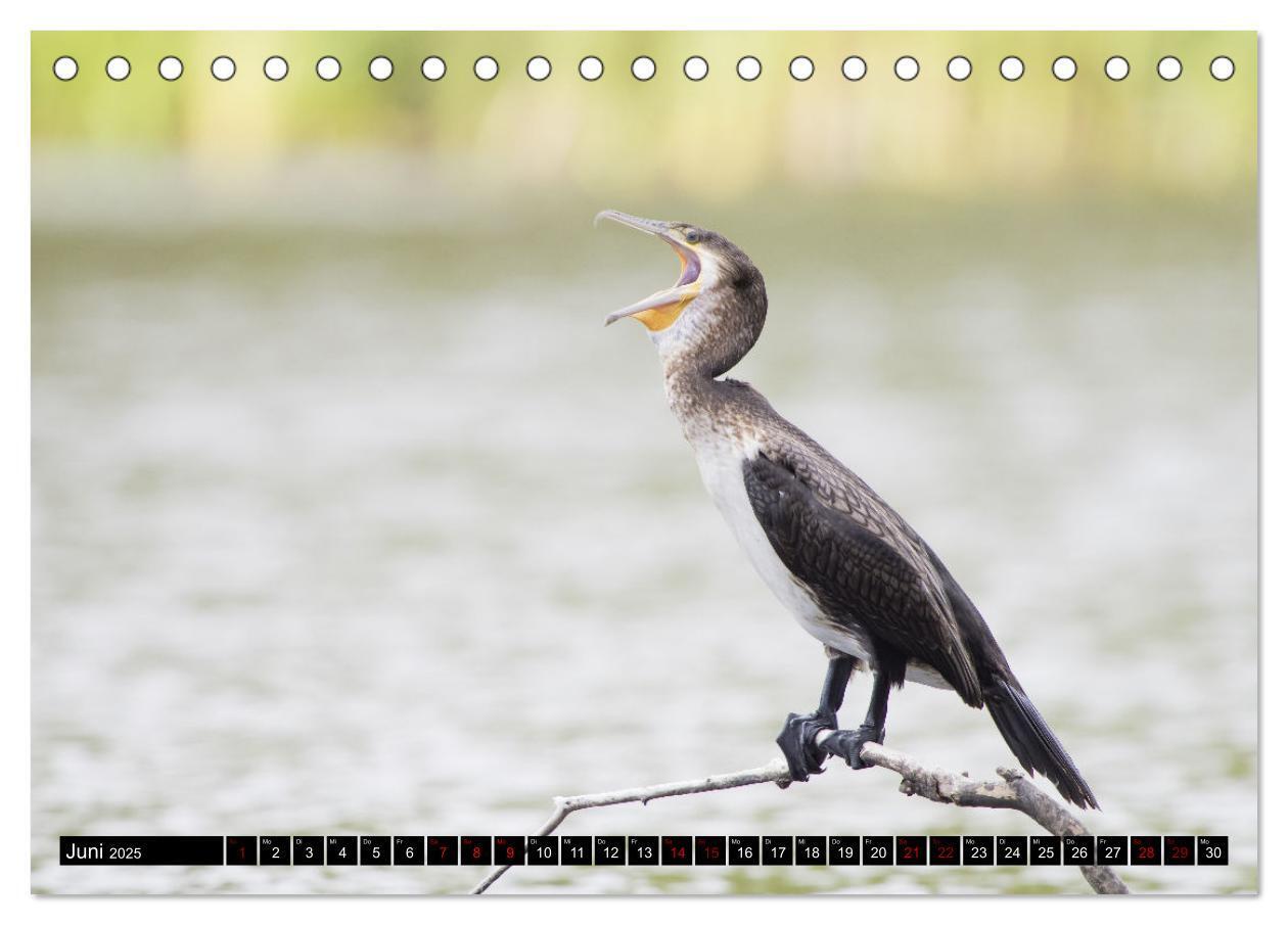 Bild: 9783435054008 | Der Kormoran - Ein intelligenter Fischjäger (Tischkalender 2025 DIN...