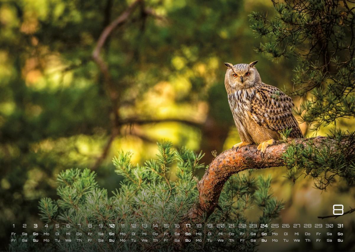 Bild: 9783986734480 | Wald - Erholung für Mensch und Tier - 2025 - Kalender DIN A3 | de