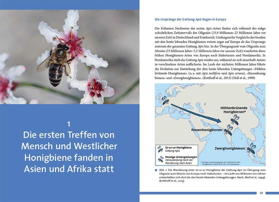 Bild: 9783258083698 | Nachhaltig Imkern mit gesunden Honigbienen | Sigrun Mittl | Buch