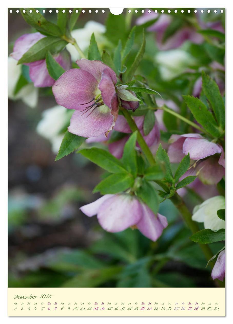 Bild: 9783435936564 | Blütenzauber im Garten (Wandkalender 2025 DIN A3 hoch), CALVENDO...