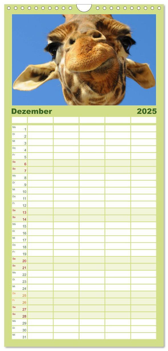 Bild: 9783457110126 | Familienplaner 2025 - Giraffen mit 5 Spalten (Wandkalender, 21 x 45...