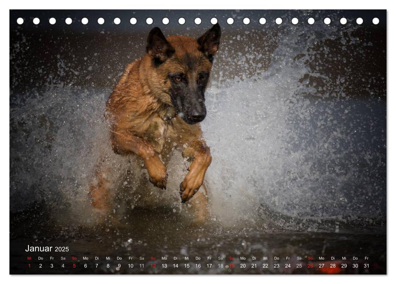 Bild: 9783435519262 | Malinois lieben Wasser (Tischkalender 2025 DIN A5 quer), CALVENDO...