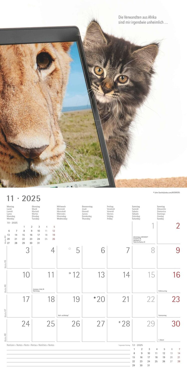 Bild: 4251732340698 | Samtpfötchen 2025 - Broschürenkalender 30x30 cm (30x60 geöffnet) -...