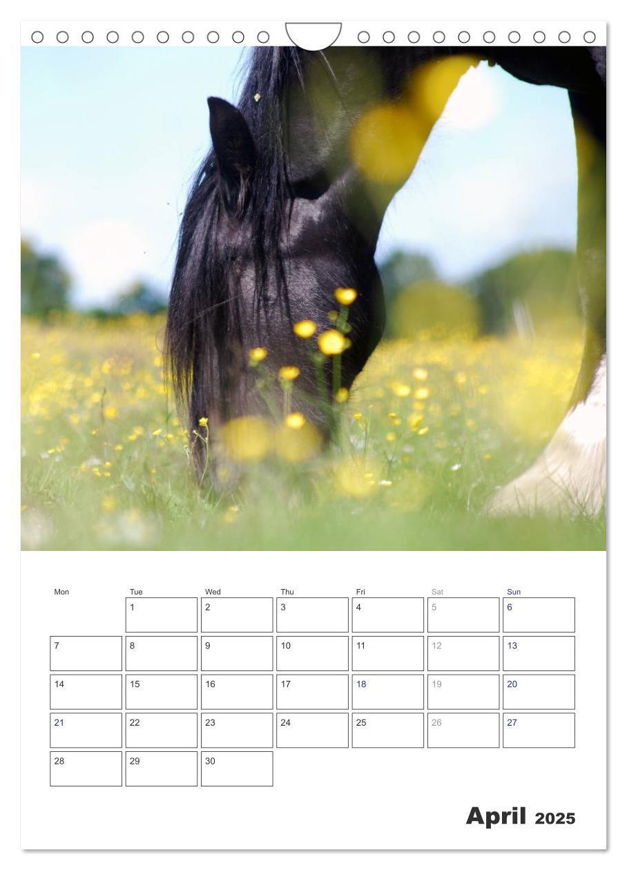 Bild: 9781325973057 | Shire Horses The Gentle Giants (Wall Calendar 2025 DIN A4...