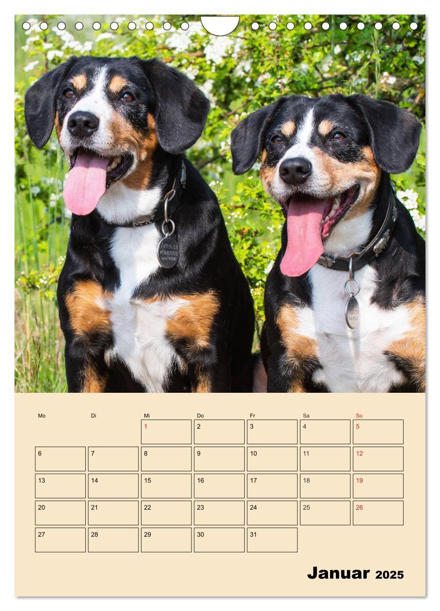 Bild: 9783435959198 | Jahresplaner Entlebucher Sennenhund (Wandkalender 2025 DIN A4...