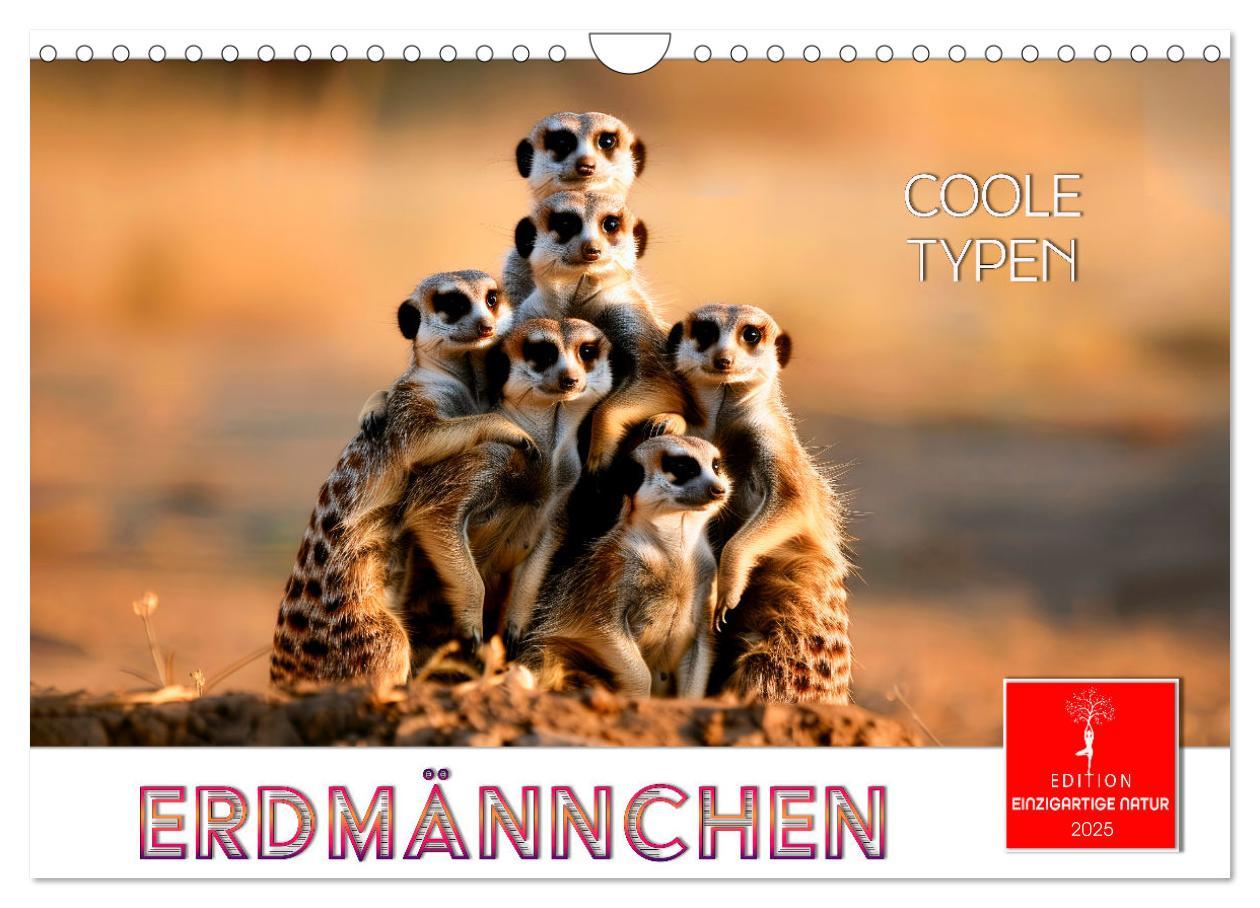 Cover: 9783457215081 | Erdmännchen - coole Typen (Wandkalender 2025 DIN A4 quer), CALVENDO...