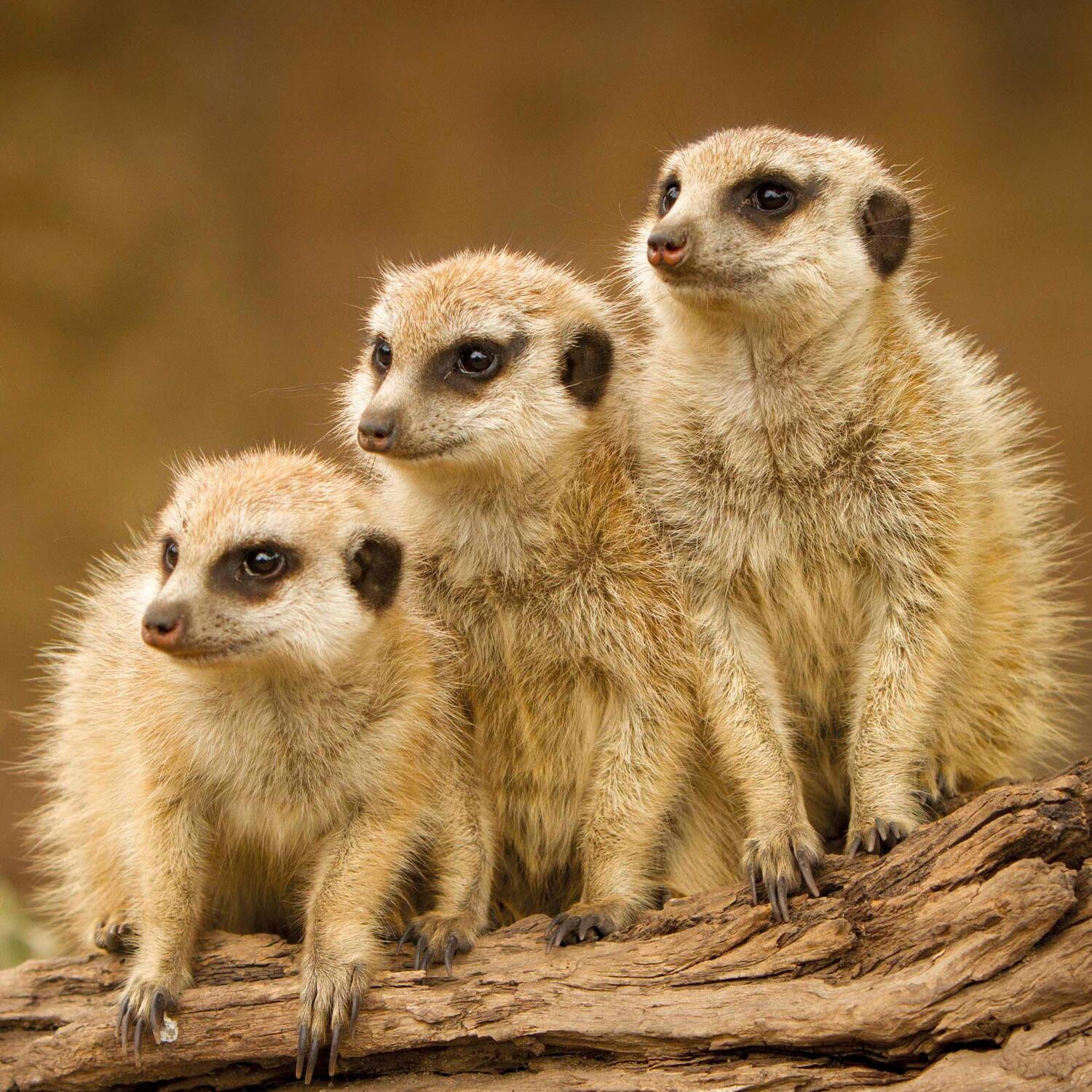 Bild: 9783959294683 | Meerkats/Erdmännchen 2025 | Kalender 2025 | Kalender | Artwork Edition