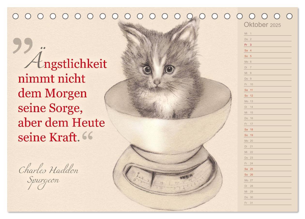 Bild: 9783435454396 | Von Katzen lernen (Tischkalender 2025 DIN A5 quer), CALVENDO...