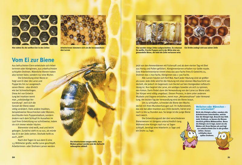 Bild: 9783866594746 | Entdecke die Bienen | Andrea Möller (u. a.) | Buch | 64 S. | Deutsch