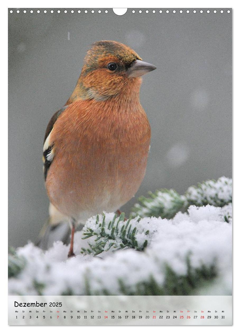 Bild: 9783457043295 | Vögel im heimischen Garten (Wandkalender 2025 DIN A3 hoch),...