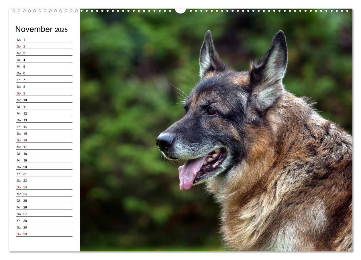 Bild: 9783435473465 | Deutsche Schäferhunde - Liebenswerte Graunasen (Wandkalender 2025...