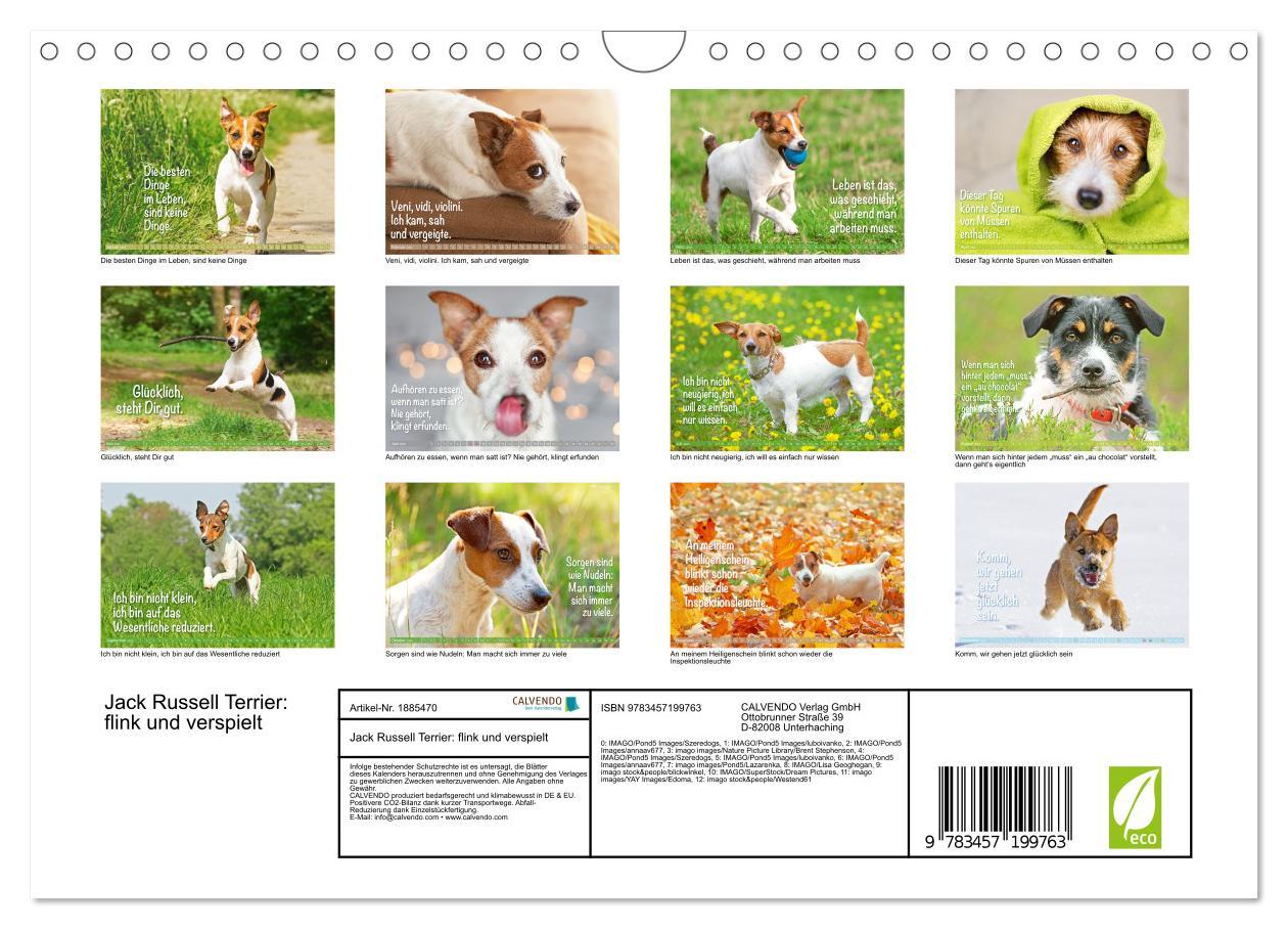 Bild: 9783457199763 | Jack Russell Terrier: flink und verspielt (Wandkalender 2025 DIN A4...