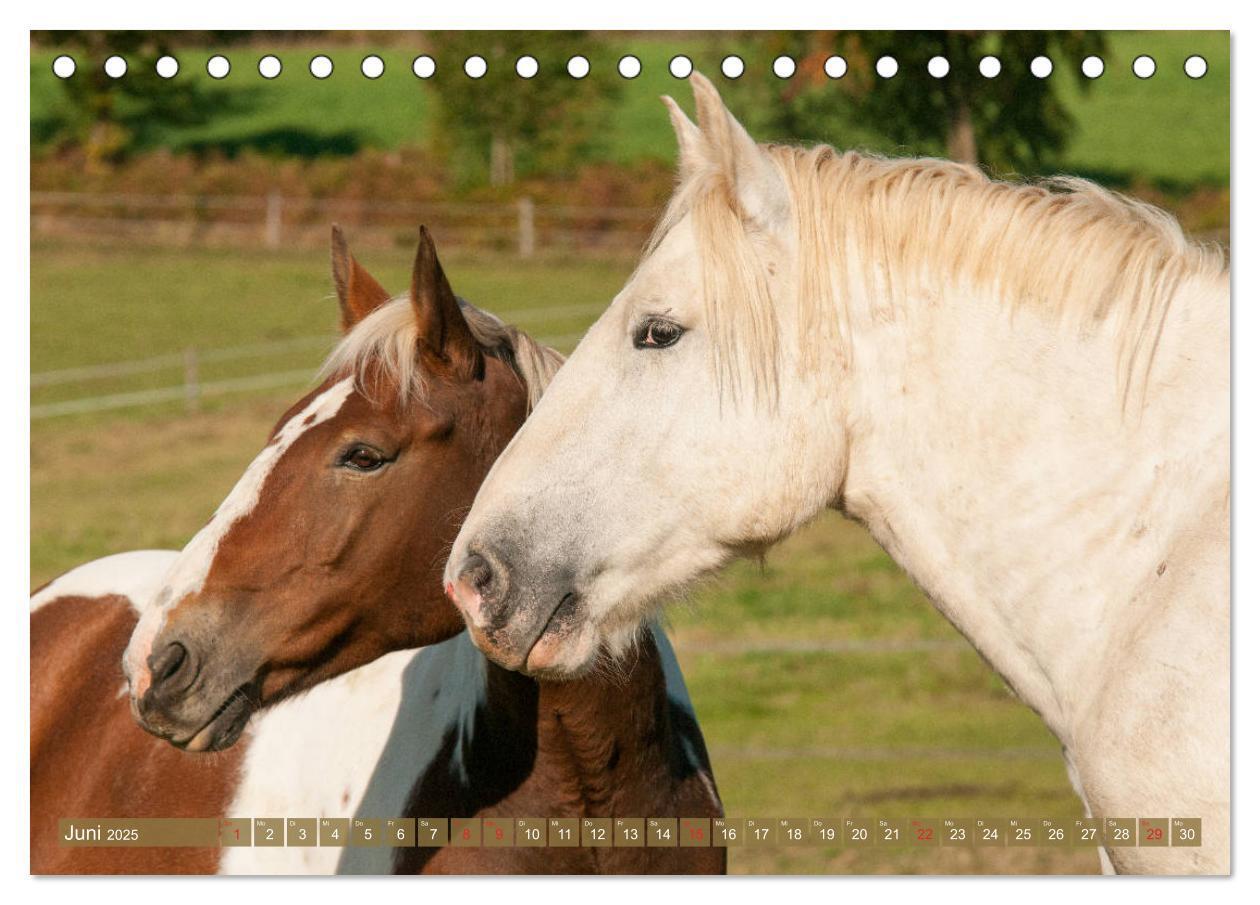 Bild: 9783435269624 | Kaltblüter - Schwere Pferde mit Charme (Tischkalender 2025 DIN A5...