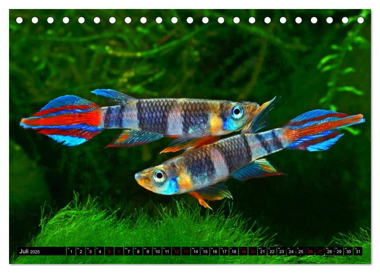 Bild: 9783383906275 | Beliebte Fische der Welt (Tischkalender 2025 DIN A5 quer), CALVENDO...