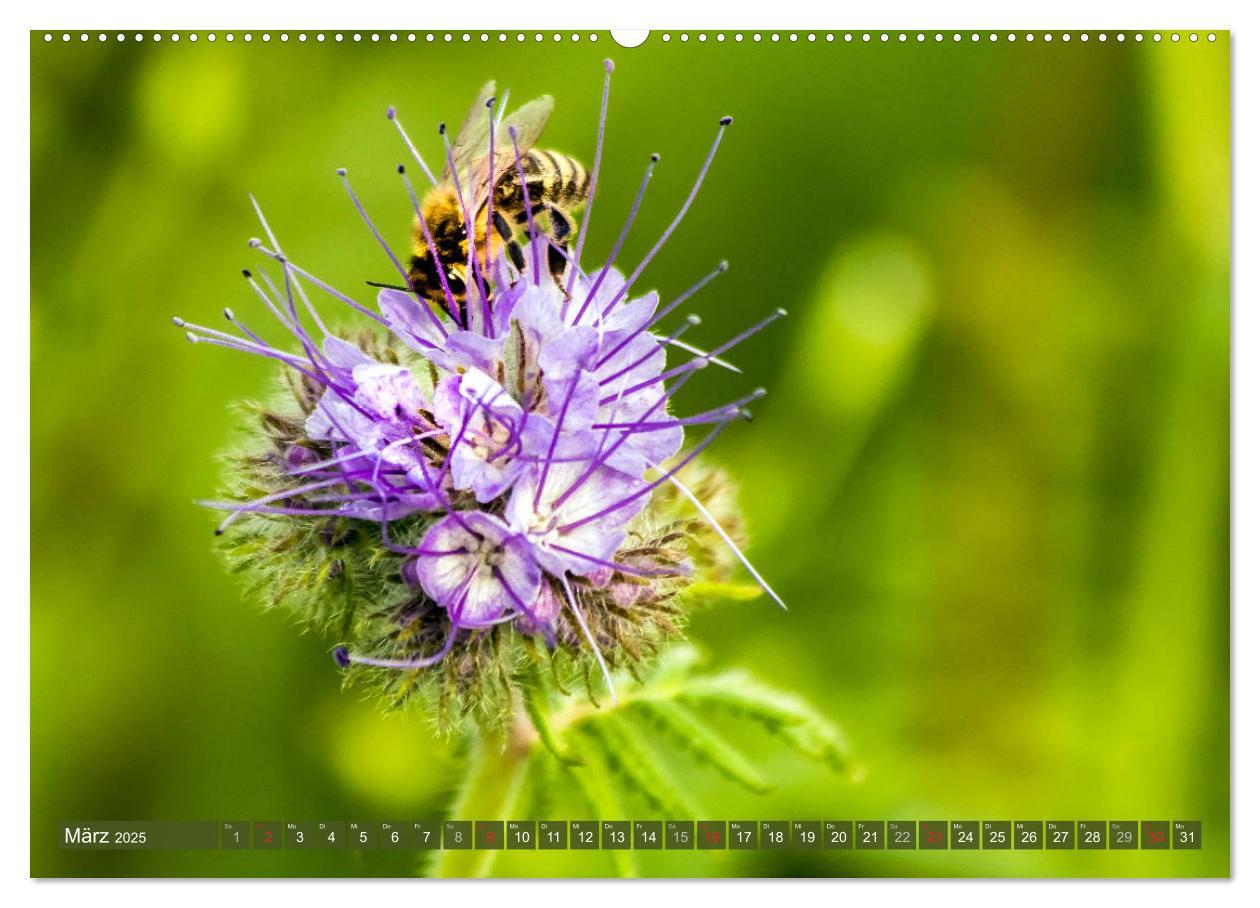 Bild: 9783435241569 | BIENEN - Kleine Nützlinge ganz groß (Wandkalender 2025 DIN A2...