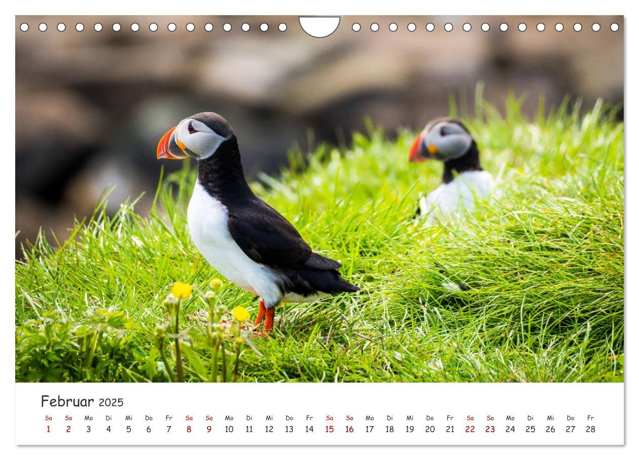 Bild: 9783383938412 | Die Welt der Papageientaucher - Islands Wildvögel (Wandkalender...