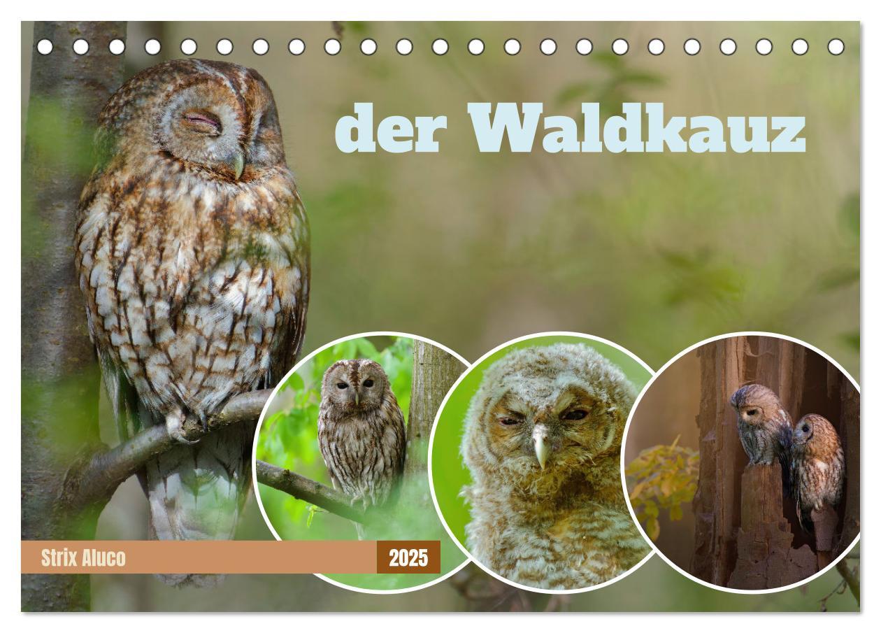 Cover: 9783383835186 | der Waldkauz - Strix Aluco (Tischkalender 2025 DIN A5 quer),...