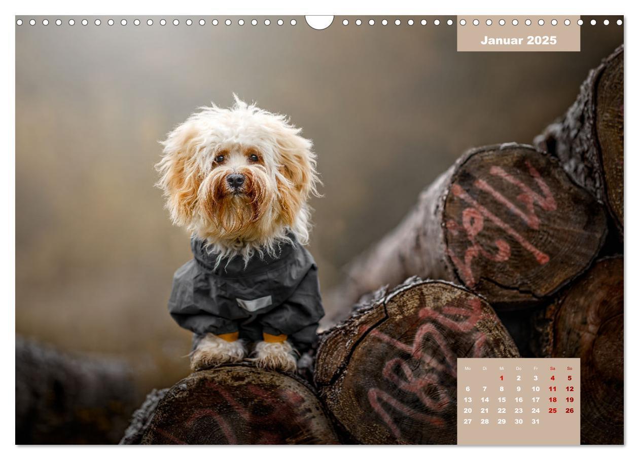 Bild: 9783435033829 | Rocket der Havaneser (Wandkalender 2025 DIN A3 quer), CALVENDO...