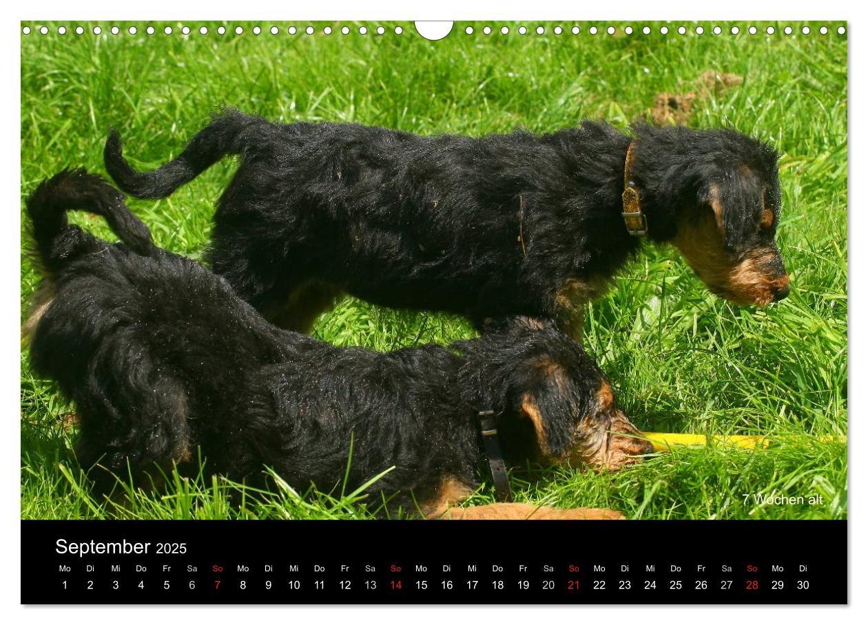 Bild: 9783435747290 | Airedale Terrier Welpen (Wandkalender 2025 DIN A3 quer), CALVENDO...