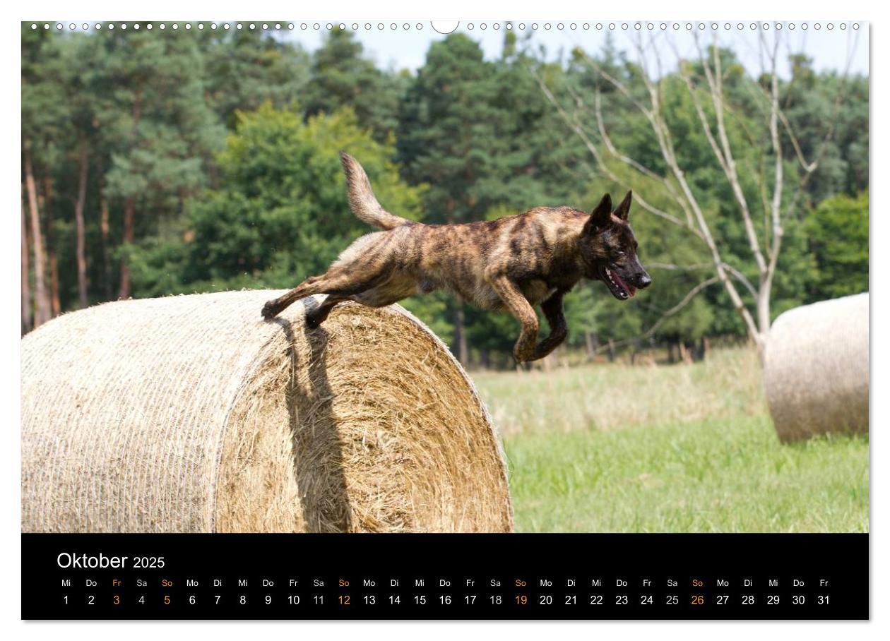 Bild: 9783435686681 | Holländischer Schäferhund (Wandkalender 2025 DIN A2 quer), CALVENDO...