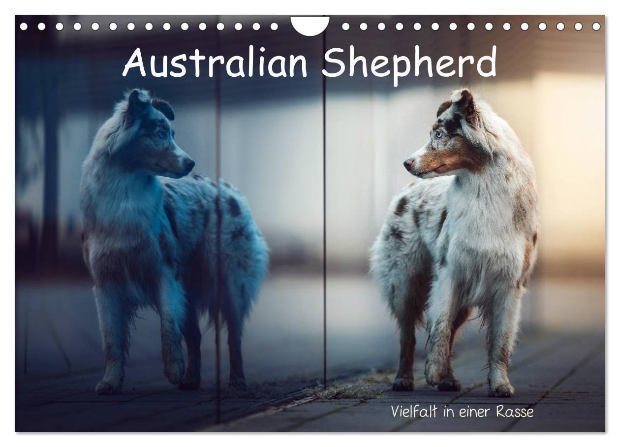 Cover: 9783435233502 | Australian Shepherd - Vielfalt in einer Rasse (Wandkalender 2025...