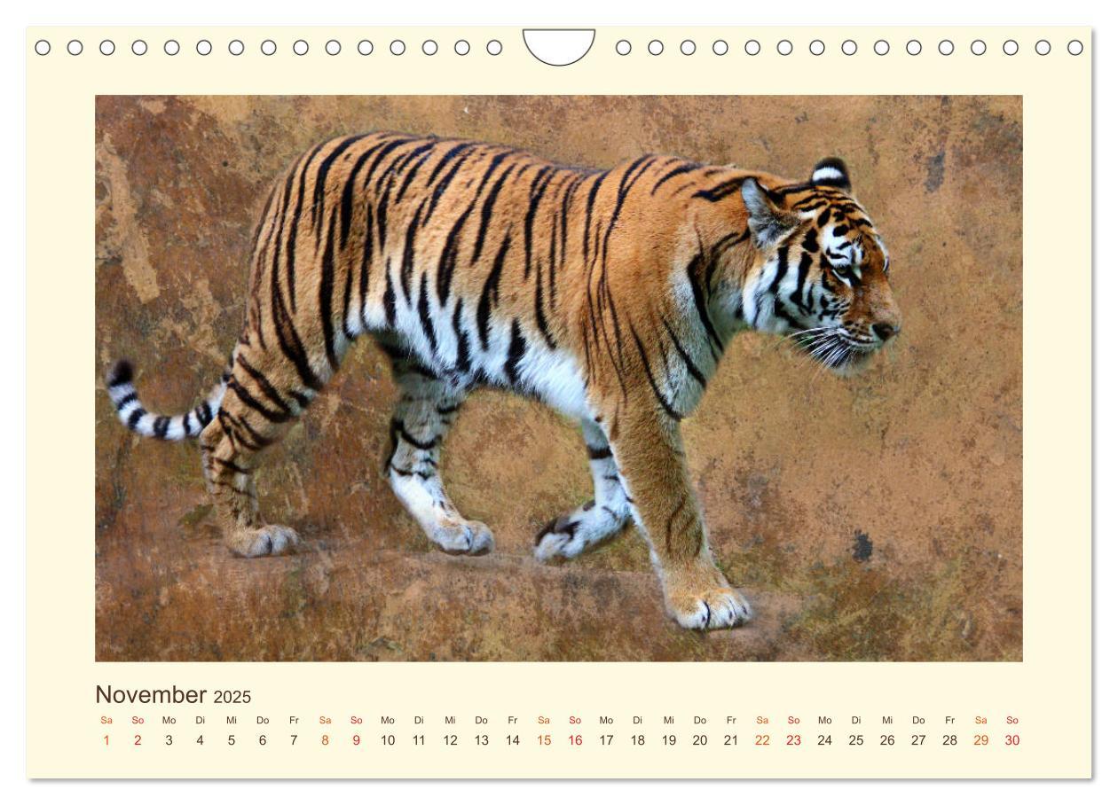 Bild: 9783435449378 | Sibirische Tigerportraits (Wandkalender 2025 DIN A4 quer), CALVENDO...