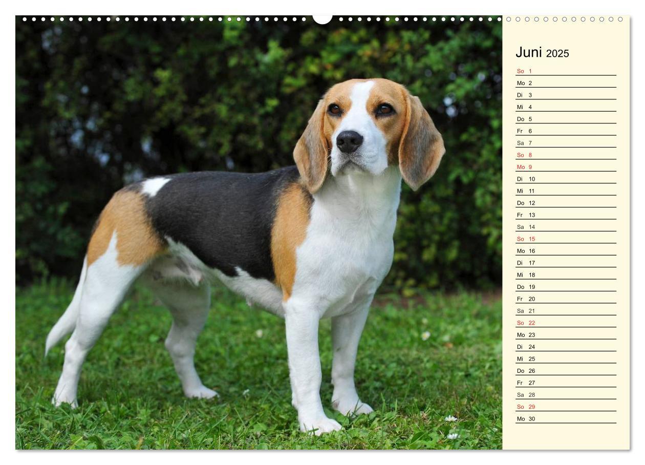 Bild: 9783435540884 | Beagle - Herz auf 4 Pfoten (Wandkalender 2025 DIN A2 quer),...