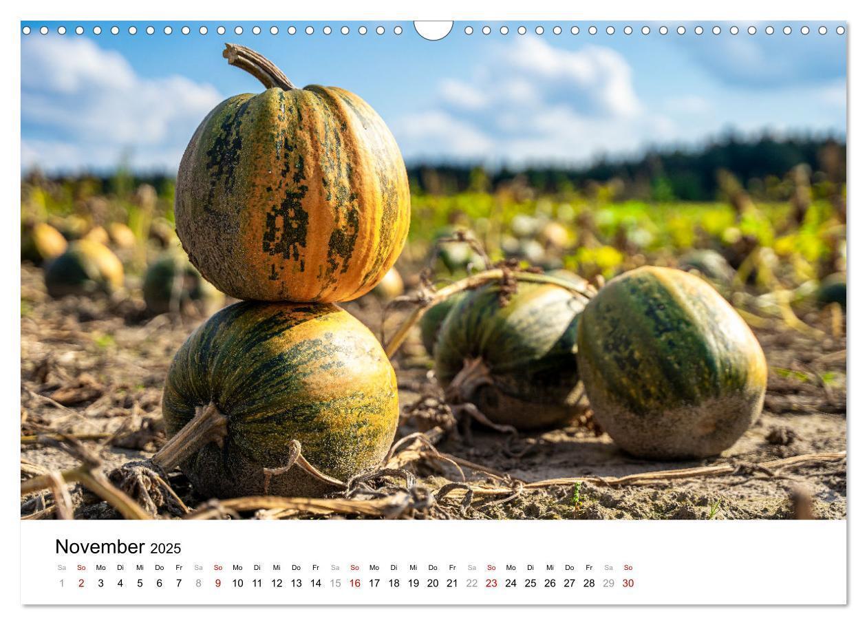 Bild: 9783457206089 | KÜRBIS KALENDER - Die schönsten Kürbisse des Jahres (Wandkalender...