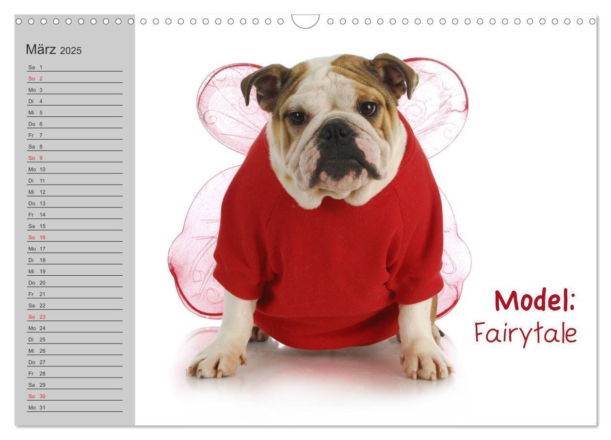 Bild: 9783435539048 | English Bulldog XXL Models (Wandkalender 2025 DIN A3 quer),...