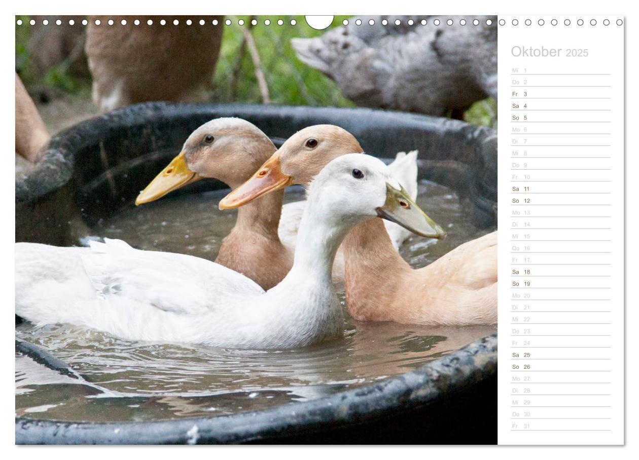 Bild: 9783435300549 | Laufenten - tierisch liebenswerte Zeitgenossen (Wandkalender 2025...