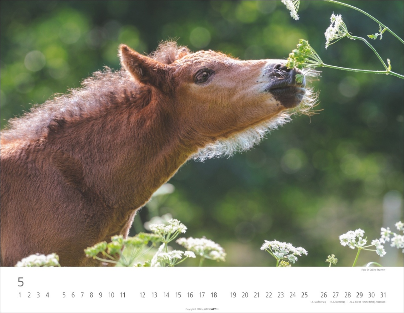 Bild: 9783839900406 | Islandpferde Kalender 2025 | Sabine Stuewer | Kalender | Spiralbindung