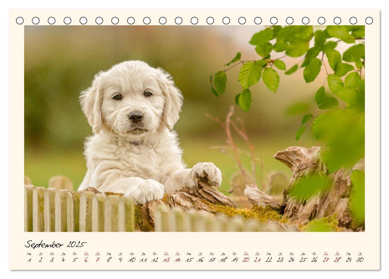 Bild: 9783383828263 | Golden Retriever... Herzenshunde (Tischkalender 2025 DIN A5 quer),...