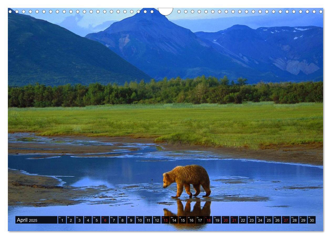 Bild: 9783435744251 | Alaska - Weites Land (Wandkalender 2025 DIN A3 quer), CALVENDO...