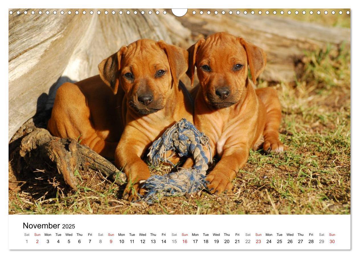 Bild: 9781325960538 | Rhodesian Ridgeback Puppies (Wall Calendar 2025 DIN A3 landscape),...