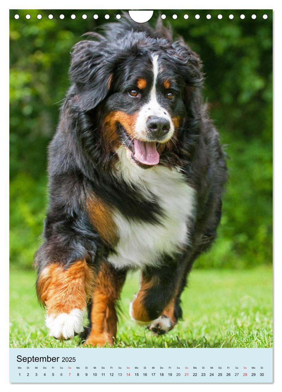 Bild: 9783435961054 | Berner Sennenhund - stark , schön und liebenswert (Wandkalender...