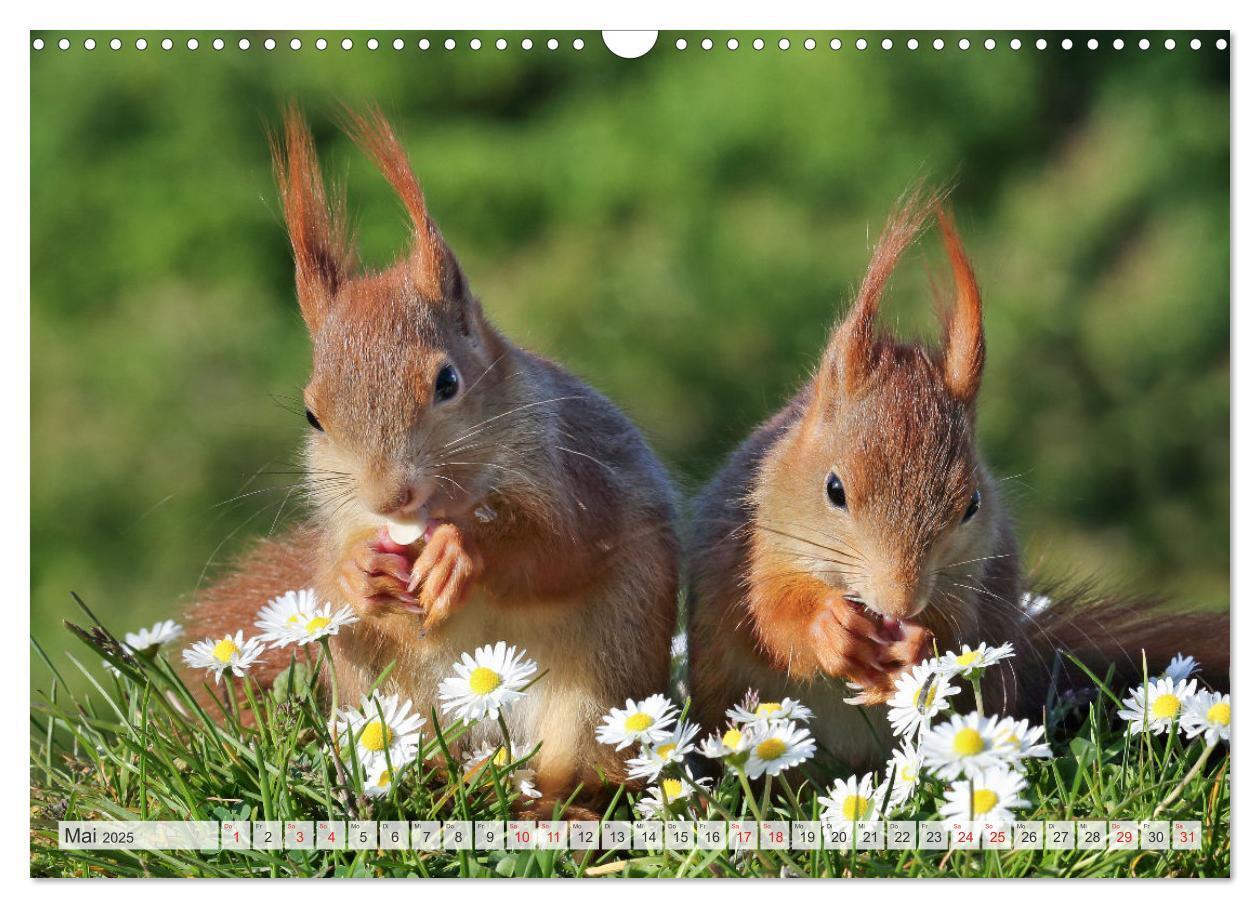 Bild: 9783435566723 | Besondere Augenblicke mit Eichhörnchen (Wandkalender 2025 DIN A3...