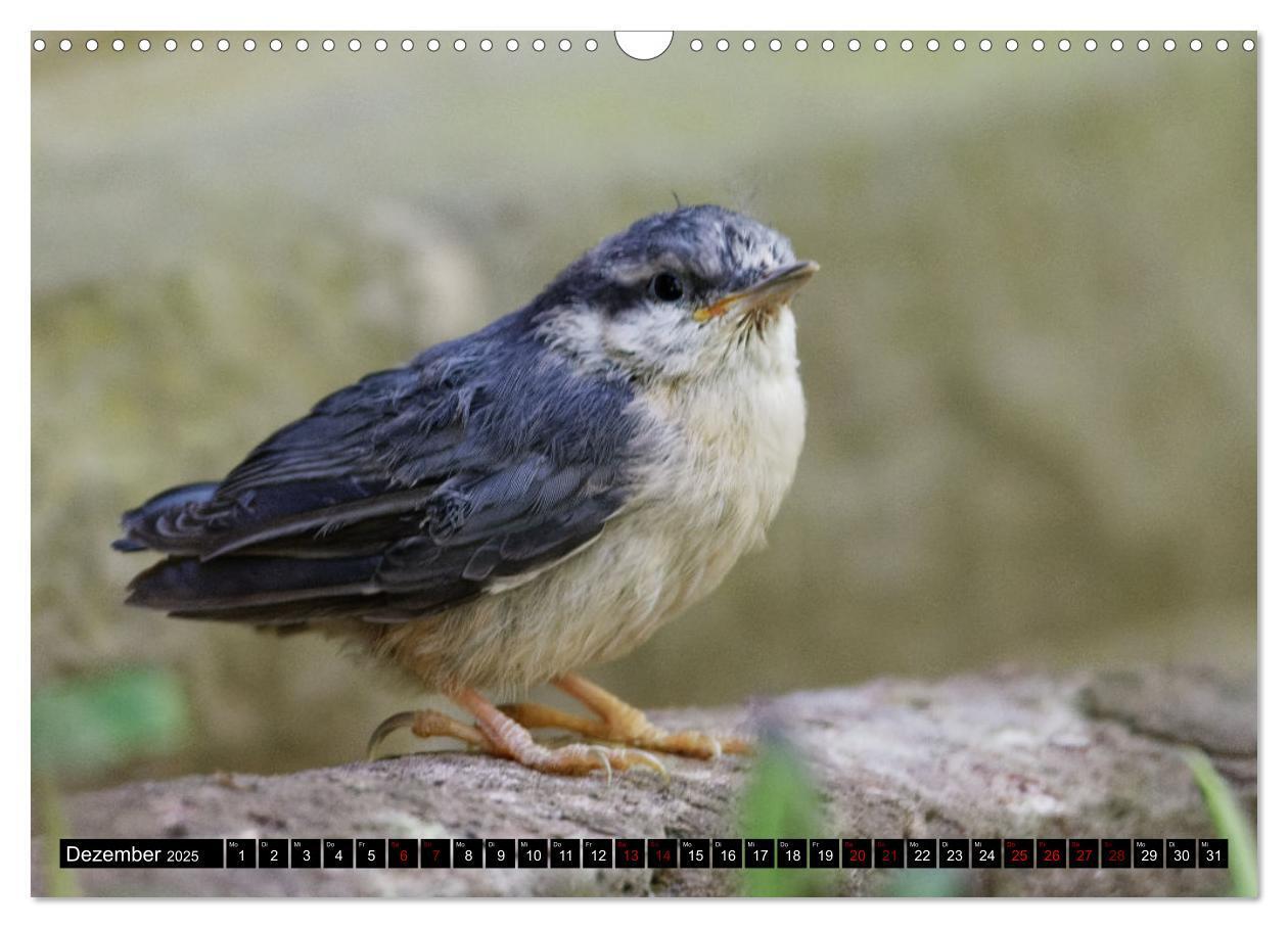 Bild: 9783435028894 | Vogelkinder - Junge Wildvögel (Wandkalender 2025 DIN A3 quer),...