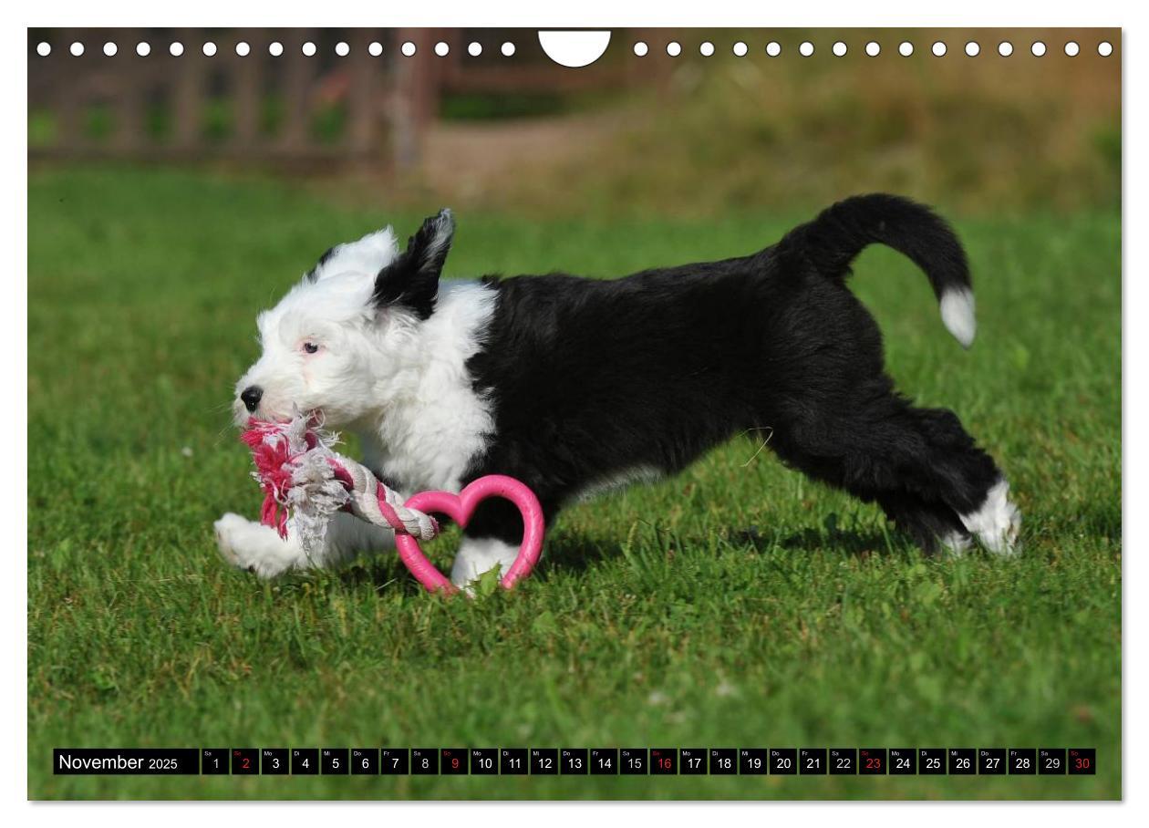 Bild: 9783435571901 | Traumhund Bobtail (Wandkalender 2025 DIN A4 quer), CALVENDO...