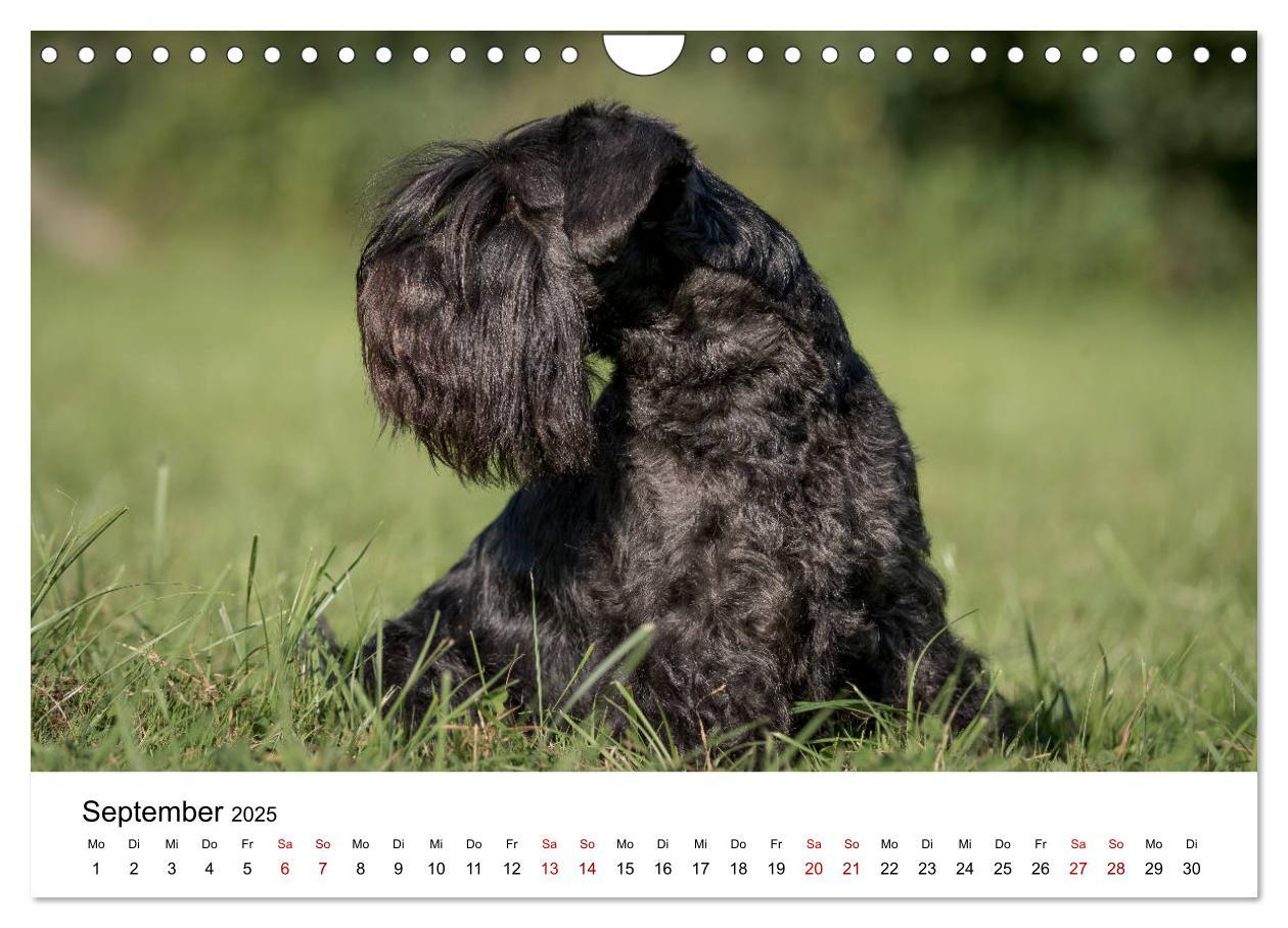 Bild: 9783435424887 | Schnauzer... von Zwergen und Riesen 2025 (Wandkalender 2025 DIN A4...